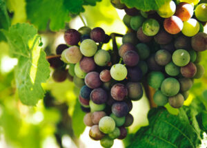 Las 6 mejores regiones vinícolas para visitar en España